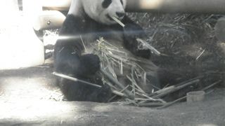 パンダを見ました。