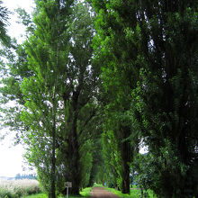 ポプラ並木。