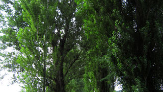 綺麗に続く並木。