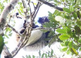 マンタディア アンダシベ国立公園