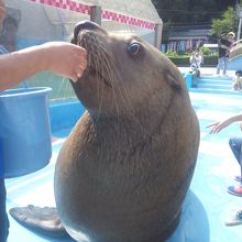 トドにこわごわ触れる