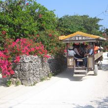 水牛車で集落をめぐります