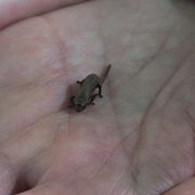 世界最小のカメレオン