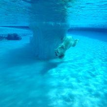 エサタイムにはシロクマに大接近