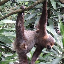 ナマケモノが動いた