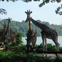 絵になるキリン