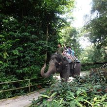 エレファントライドもできる（有料）