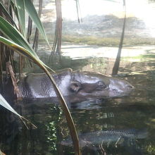 とっても珍しい小人カバ