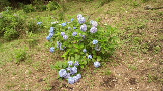 あじさいがきれいでした