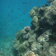 珊瑚とそして生き物の宝庫。