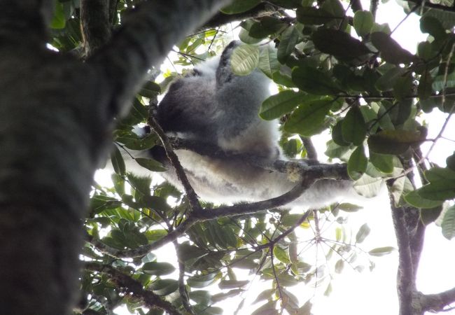 マンタディア アンダシベ国立公園