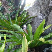 草の陰にベルナデッタ