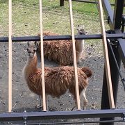 無料なのに楽しめる動物園