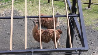 無料なのに楽しめる動物園