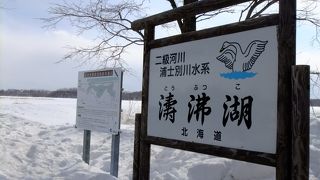 白鳥がいっぱいいた