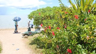 念願の水牛！！