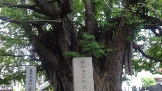 樹齢が７５０年以上と言われているそう。