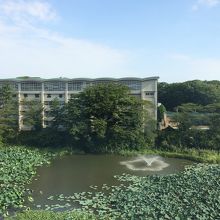 噴水の周りを睡蓮が囲んでいました。