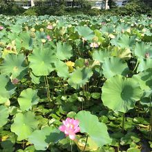 久しぶりに睡蓮の花を見ました。