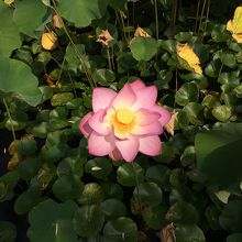 子供の頃見た鳥取城址のお堀を思い出しました。