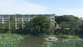 睡蓮の花が綺麗でした。