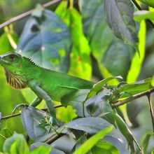 グリーンイグアナ