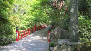 緑深まる参道で癒され