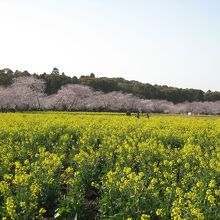 桜と菜の花