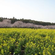 桜と菜の花の両方が咲きそろいます。