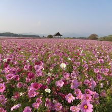 コスモスのころ