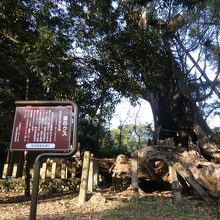 大きなクスの木