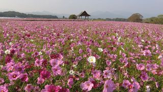 春の菜の花と桜、秋のコスモス、一面の花で埋まります。