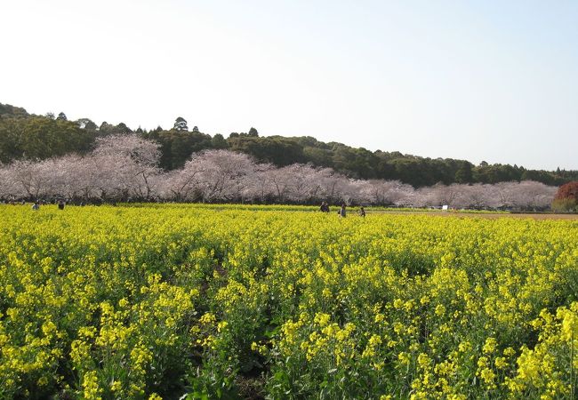 桜と菜の花の両方が咲きそろいます。