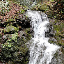 参道のわきに。