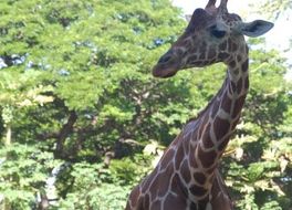 ホノルル動物園