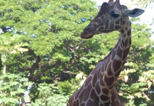 ホノルル動物園