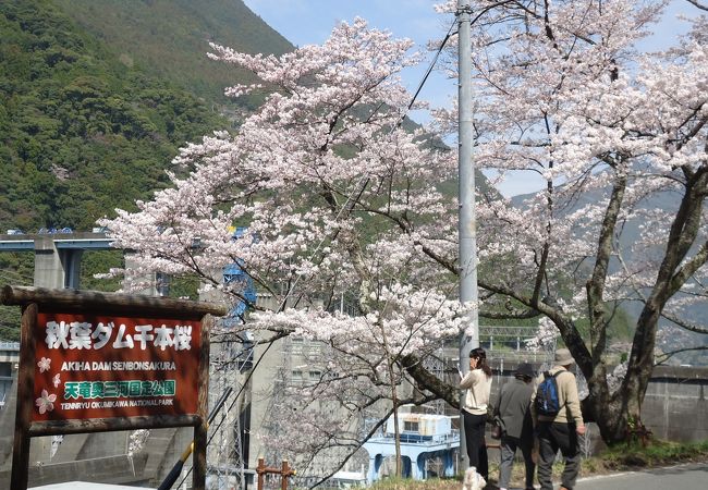 桜の時期に行くと最高です。