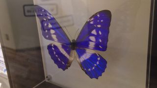 夏休みの自由研究にもおすすめ!!