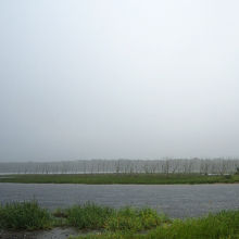 立ち枯れの一部。