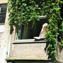 いつも船を見ているワンコちゃん