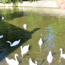 愛の湖公園の白鳥たち