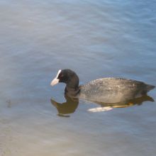 これがミールクッツ