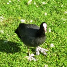 ミールクッツの水かきは変わっているナ