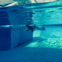 シロクマさんです。