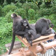 入場料無料で色々な動物が見れます