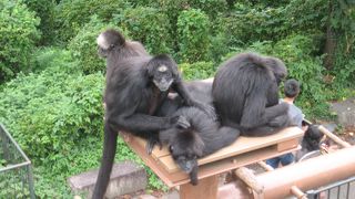 入場料無料で色々な動物が見れます