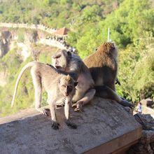 ウルワツ寺院のお猿さん
