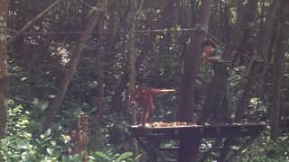 オランウータンかわいいです