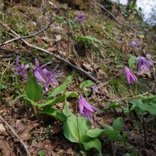 カタクリ群生！