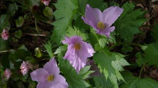花の百名山　ドンデン山。　こんなすごいとこ見たことない・・・（溜息）